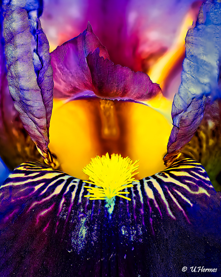 Blauer Lotus - FOTOSUCHT » Die Fotocommunity