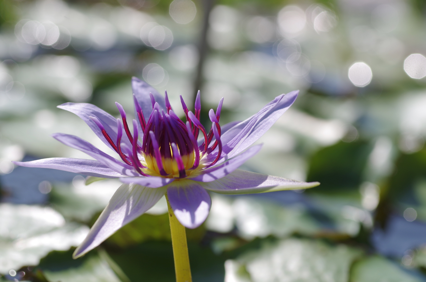 Blauer Lotus - FOTOSUCHT » Die Fotocommunity