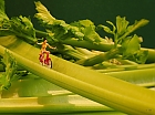 ...celery race...