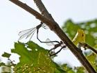 Gemeine Weidenjungfern - Lestes viridis