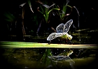 Libellen  Spiegelbild