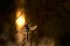 Gefrorene Libelle am Morgen  Farbversion