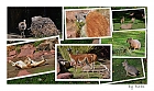 Sdamerika ist erffnet - Mara, Capybara und Co. entdecken
