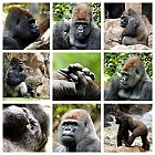 Gorillas im Loro-Parque
