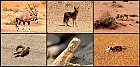 Tiere der Namib