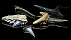 Solche fossilen Hai-Zähne .......