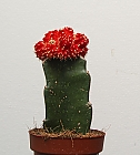 Nachtrag zum "kleinen roten Kaktus"