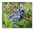 Fruchtstand der Mahonie (Mahonia aquifolium)