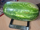 Eine riesen grosse Wassermelone mit 26.5 Kg