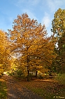 Baumherbst - Herbstbaum