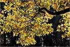 goldener Herbst