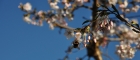 Japanischer Kirschbaum