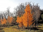 Lrchen im Wienerwald