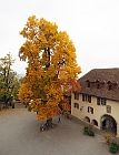 Herbst im Schlosshof