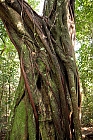 alter Baum II