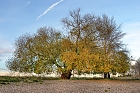 Ein Baum am Rheinufer