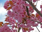 Japanischer Kirschbaum