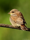 Neuntter (Lanius collurio) oder Rotrckenwrger Jungvogel