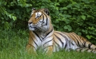 Bengalischer Tiger (die 2te)
