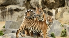 Hinterindische Tiger