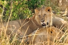Jambo Kenia 2012 - Simba