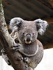 Hi ......  ich bin ein Koala