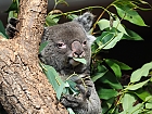 Koala Maisy