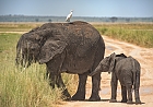 Amboseli, der Park mit Elefanten-Garantie