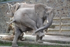 Elefant im Wuppertaler Zoo