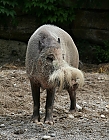 Bartschwein