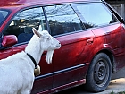 Die Ziege und das Auto