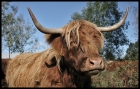 ~Highland Cattle~