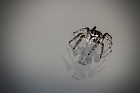 Springspinne...