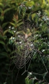 Spinnennetz...