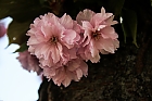 Japanische Kirschblten