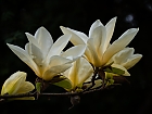 Magnolia "Yellow River"