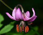 Trkenbund (Lilium martagon)