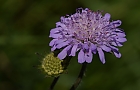 Acker - Witwenblume  (Knautia arvensis)