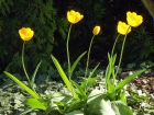 5 gelbe Tulpen