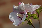 Hibiskus nach dem Regen