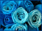 blaue Rosen