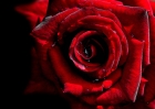 ROSES OF RED
