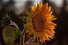 Sonnenblume  im Abendlicht