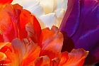 Farben von Tulpen ...