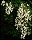 Blumen-Akazie