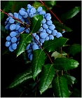 Blaue Beeren