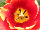 Tulips and their Mysteries