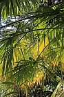 Palmenbltter