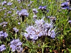 Phacelia