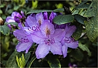 Rhododendro